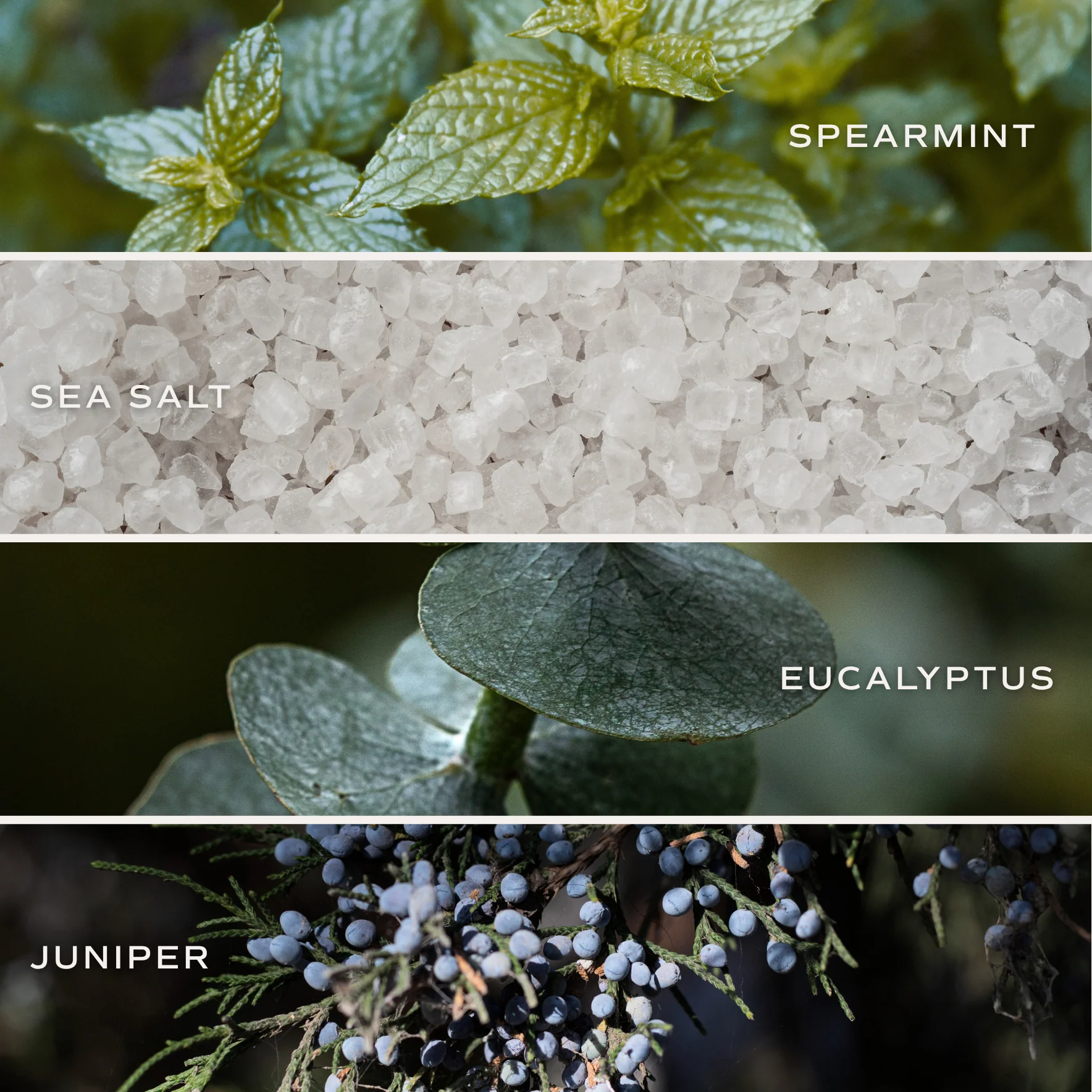 Bath Bomb: Restore and Renew - Image 5