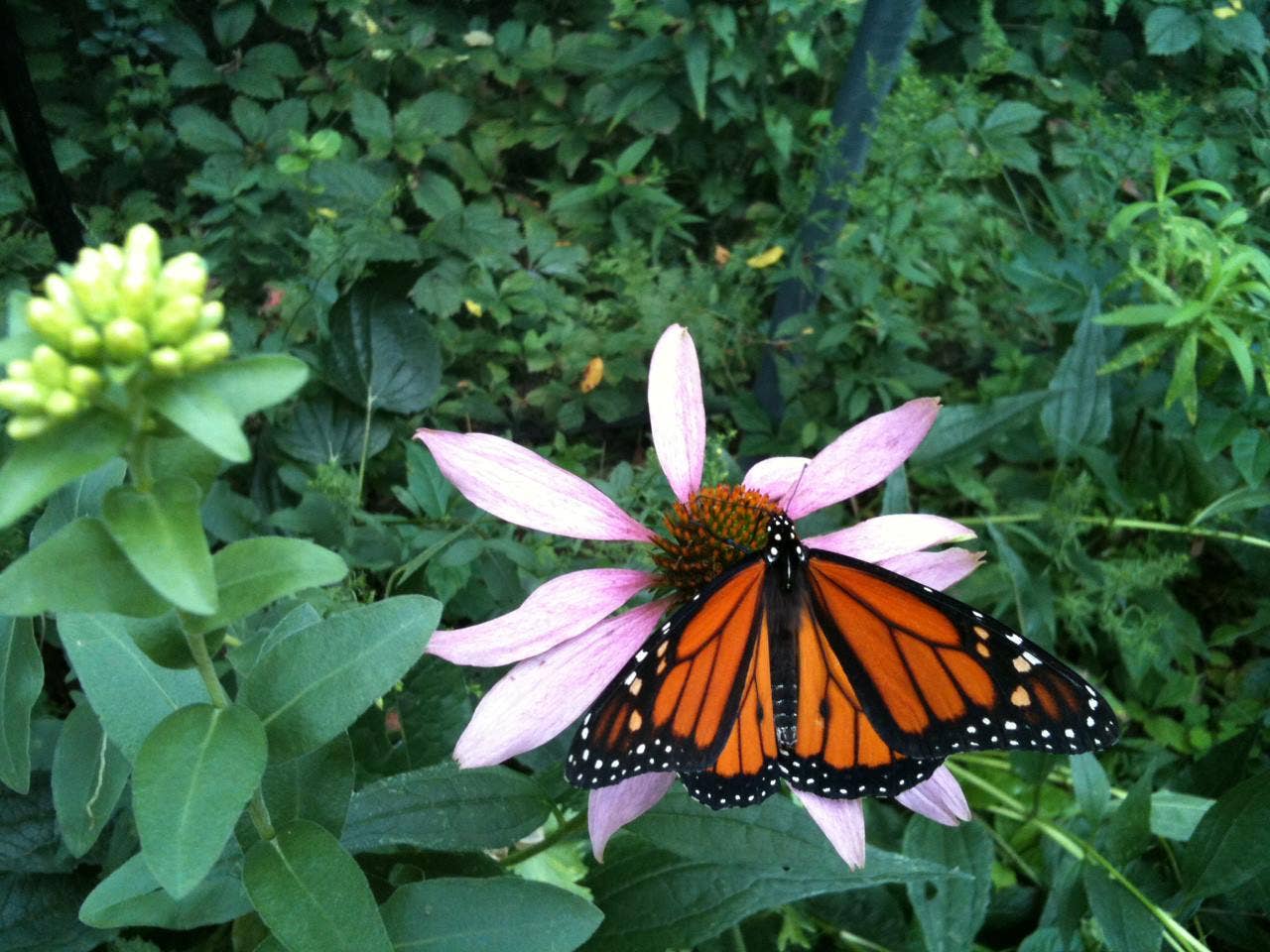 Scatter Garden | Butterfly - Image 5