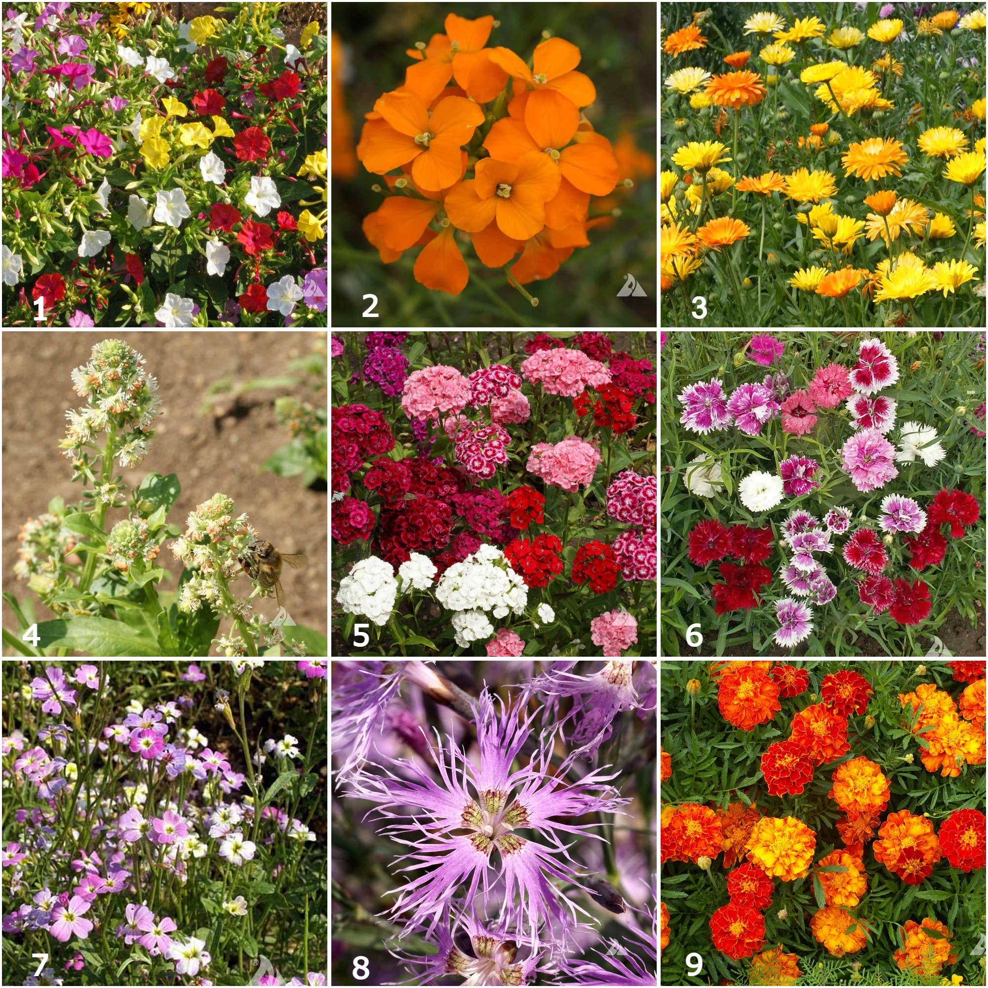 Scatter Garden | Fragrant Flower - Image 3