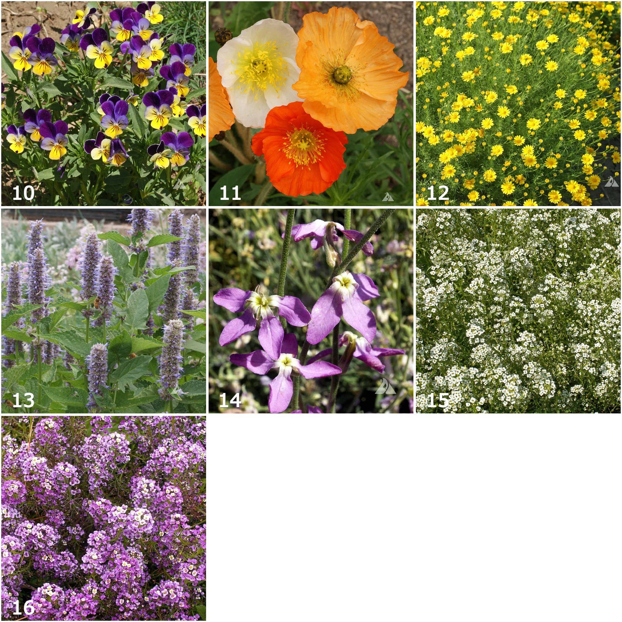 Scatter Garden | Fragrant Flower - Image 4