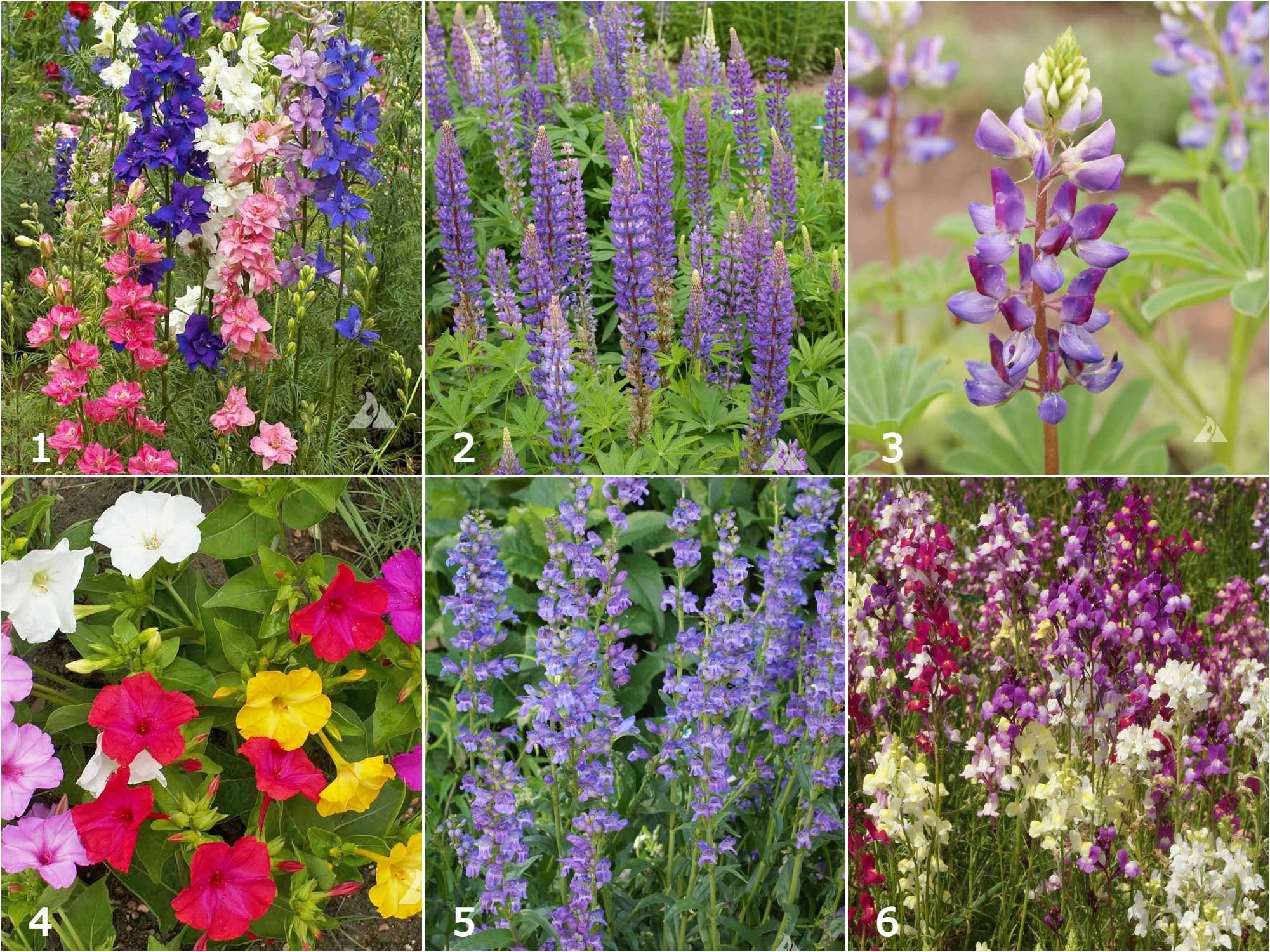 Scatter Garden | Hummingbird - Image 3