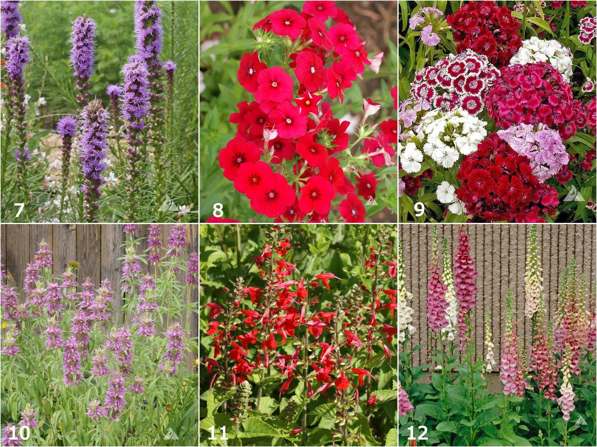 Scatter Garden | Hummingbird - Image 4